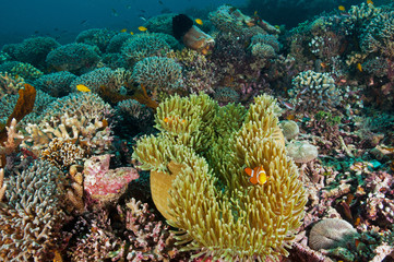 Naklejka na ściany i meble Reef scenic Raja Ampat Indonesia