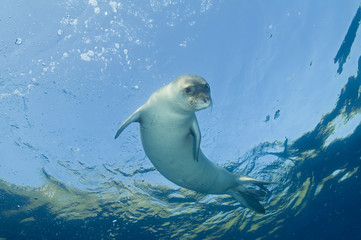 Obraz na płótnie Canvas Diving picture of Mediterranean monk seal, Gokova Bay Turkey.
