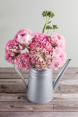 pink persian buttercup flowers. Curly peony ranunculus in Metallic gray vintage watering can, copy space.