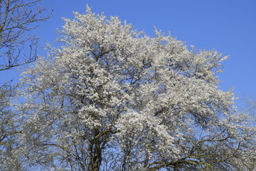 Spring flowering trees. Pollination of flowers of plum. Blooming wild plum in the garden