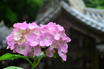 お寺の紫陽花