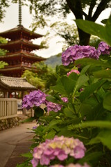 長谷寺の紫陽花