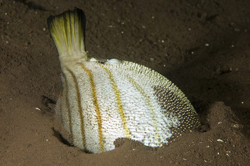 Striped pufferfish, Arothron manilensis, sucked by bobbit worm, Eunicid polychaete, puffed up her...