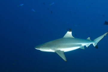 Fototapeta premium Reef blacktip sharks, Carcharhinus melanopterus, Komodo Indonesia