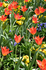 Tulipes rouges au printemps au jardin