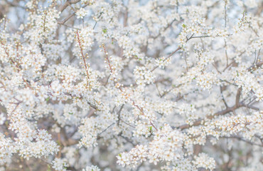 Beautiful flowering fruit trees. Blooming plant branches in spring warm bright sunny day. White tender flowers background.