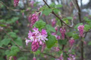 Red flowering currant bush