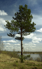 Одинокая сосна на фоне облаков. © Катерина