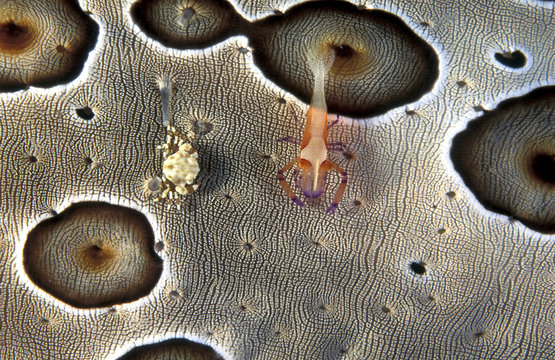 Emperor shrimp, Periclimenes imperator, and commensal crab, Lissocarcinus orbicularis, living on a leopard sea cucumber, Sulawesi Indonesia.