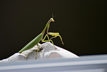 Green sunbather on a white stone 