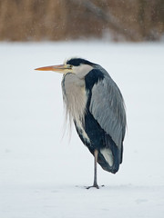 Grey heron (Ardea cinerea)