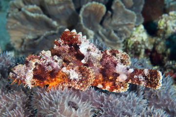 Tassled scorpionfish, Scorpaenopsis oxycephala, Sulawesi Indonesia