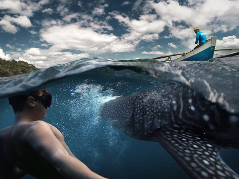 Underwater photographer swimming with whale sharks and makes selfie in the philippines