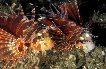 Shortfin lionfishes, Dendrochirus zebra, Sulawesi Indonesia.