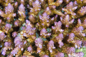 Fluorescence color in a branching hard coral, Raja Ampat Indonesia