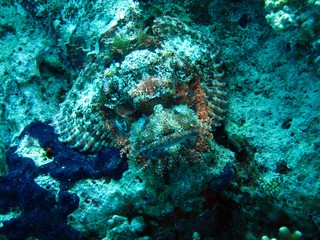 Stone fish in the Red Sea 