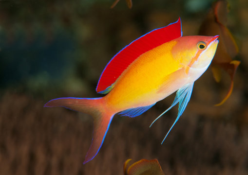 Redfin anthias, Pseudanthias dispar, Raja Ampat Indonesia