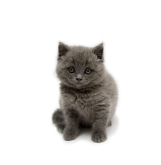 Pretty british kitten isolated