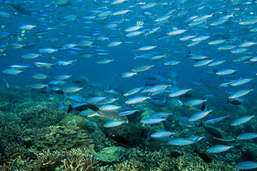 Fusiliers and surgeonfishes swimming over the reef  Raja Ampat Indonesia