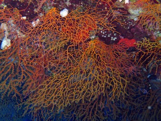 Gorgonians in the Red Sea