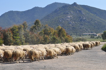 Troupeau de moutons en Sardaigne, Italie - 143455009