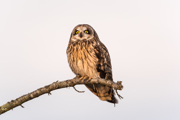 Short-eared owl resting on an extended tree branch is positioned against a clear background