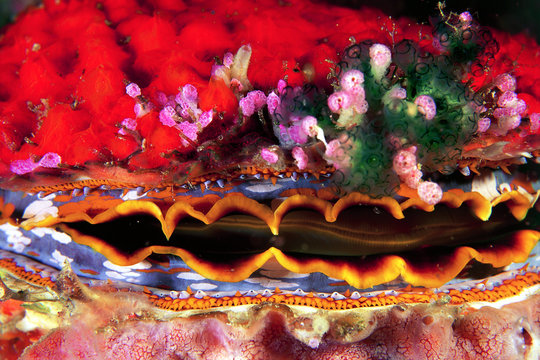 Thorny sea oyster, Spondylus varius, covered by encrusting sponges and tunicates Malaysia Borneo.