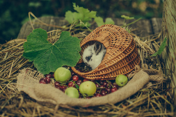 Cute rabbit sitting in wicker basket with cherry and apples