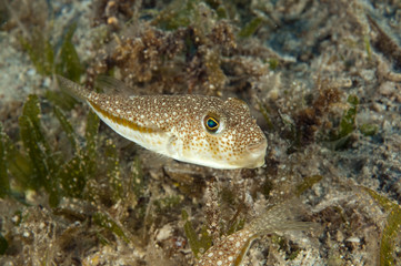 Invasive pufferfish, Torquigener flavimaculosus, Kaş Antalya Turkey