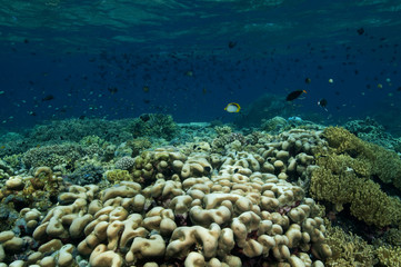 Fototapeta na wymiar Reef scenic with Pavona clavus hard corals, Sulawesi Indonesia