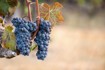 Ripe cabernet franc wine grapes on vine with warm background and copy space
