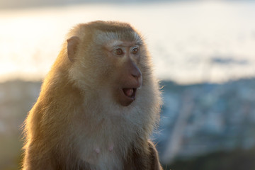 Portrait of monkeys living in the temple of the Big Buddha in Phuket. Thailand.