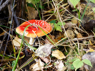 Red mushroom in the forest grass.