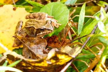 The frog in the autumn forest.
