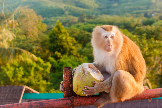 A monkey with a coconut. The Big Buddha temple in Phuket. Thailand.