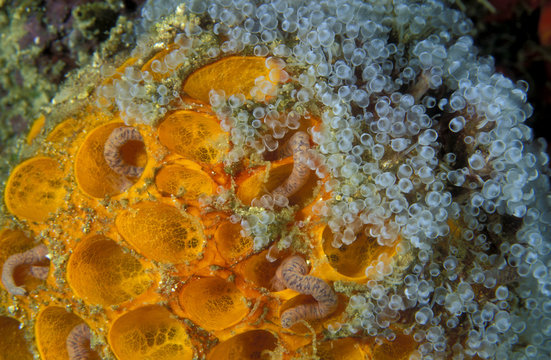 Ascidians on a sponge, Clavellina sp., Coron Philippines.