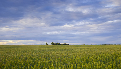 Spring landscape. Field with green cereal plants in the evening before sunset.