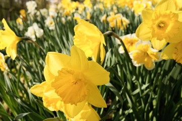 Osterglocken, gelbe Narzissen