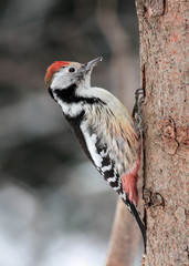 Middle spotted woodpecker on the trunk close-up fir