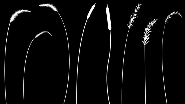 Create simple designs or entire fields of grass with this collection of isolated, growing grass elements. Cut out elements, duplicate, flip, scale, and rotate for variety.