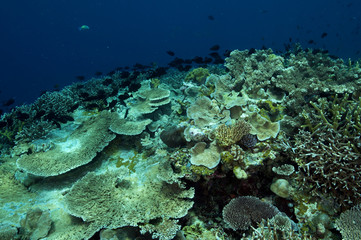 Fototapeta na wymiar Acropora hard corals Sulawesi Indonesia