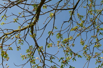 Blätter der Rosskastanie im Frühling im Gegenlicht, Aesculus hippocastanum