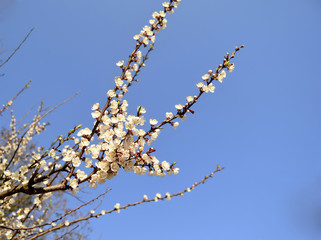 The apricot blossoms.  Gentle flowers of an apricot are against the background of the blue sky.