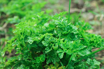 Growing parsley