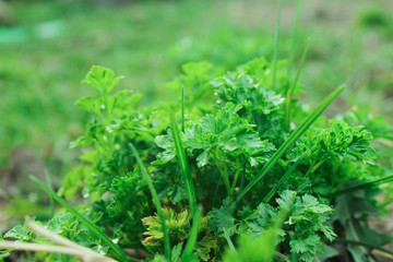 Growing parsley