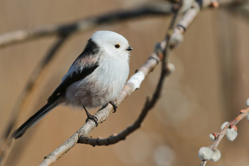 Longtailed tit on a branch, Moscow region
