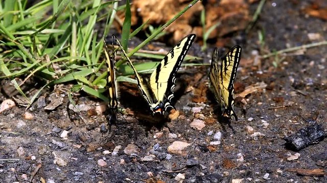 Tiger Swallow Tail butterflies fluttering