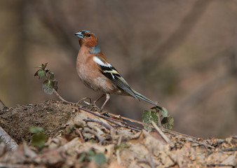 Common chaffinch standing on the ground