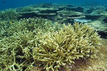 Naklejka na ściany i meble Acropora hard corals Sulawesi Indonesia