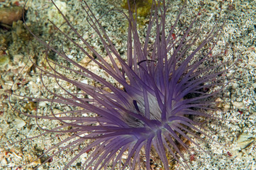 Tube anemone, Ceranthidae, Gili Lawa, Indonesia © anemone